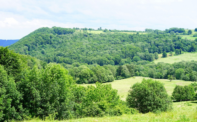 Nicht jedes Land der EU ist von Entwaldung bedroht - darunter auch Österreich, wo der Waldbestand jedes Jahr wächst.